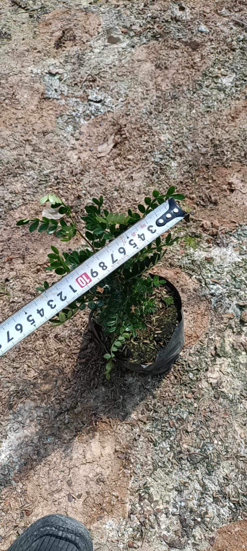 大家好基地直销胡椒木各种规格地被，物美价廉。