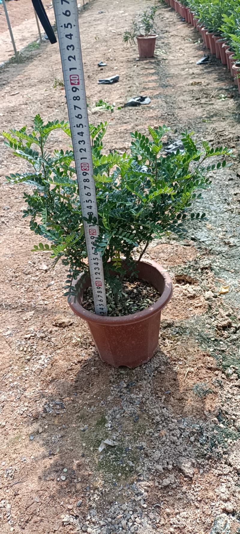 大家好基地直销胡椒木各种规格地被，物美价廉。