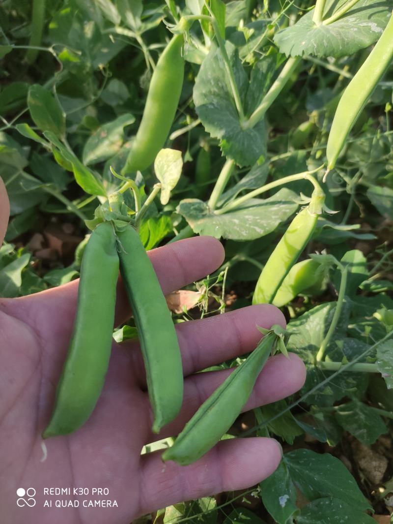 豌豆荚快上市了