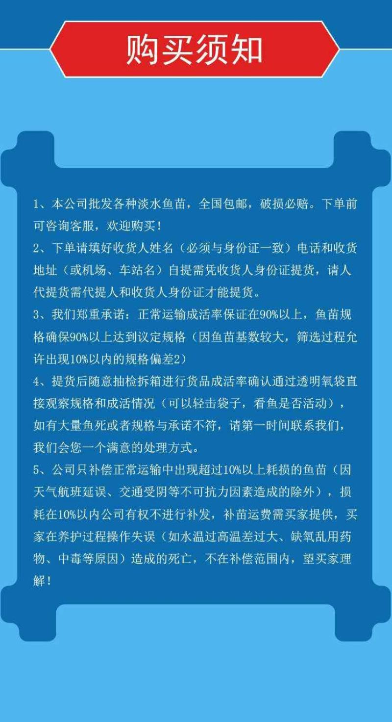 金丝草鱼苗金鲩鱼苗俄罗斯金丝鲩鱼苗好品质易养怏大好产量