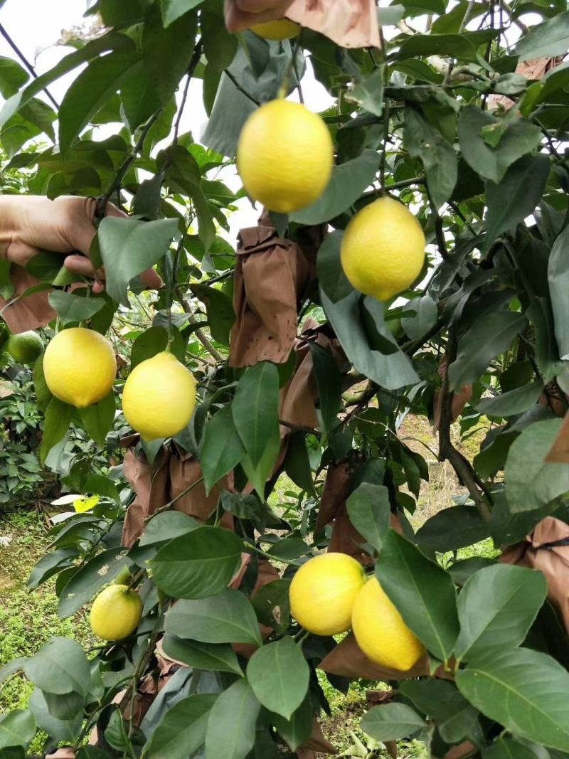 尤力克黄柠檬