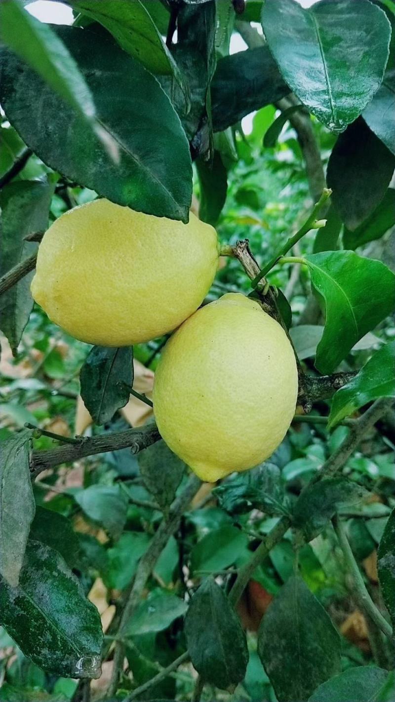 尤力克黄柠檬