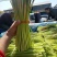 蒜苔平邑红帽蒜苔现已大量上市，头茬，可代发全国各地批发市