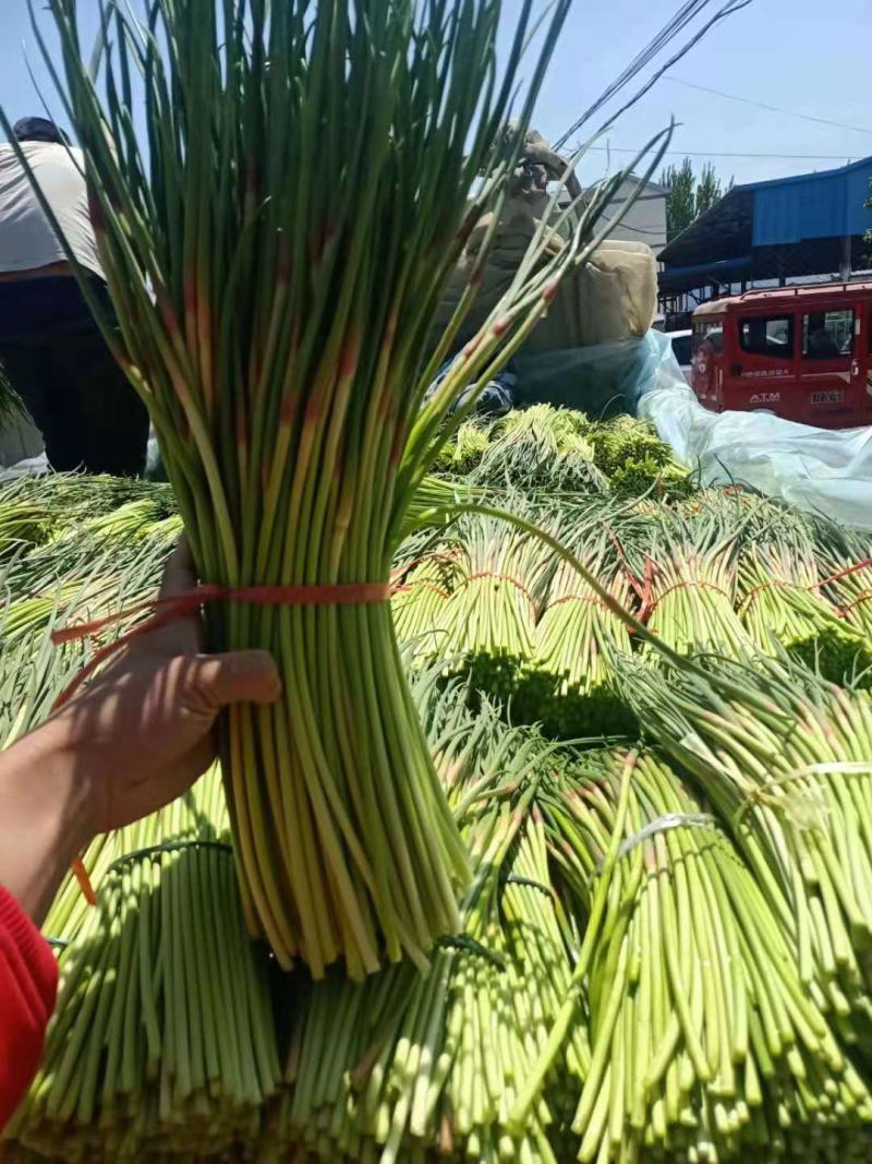 蒜苔平邑红帽蒜苔现已大量上市，头茬，可代发全国各地批发市
