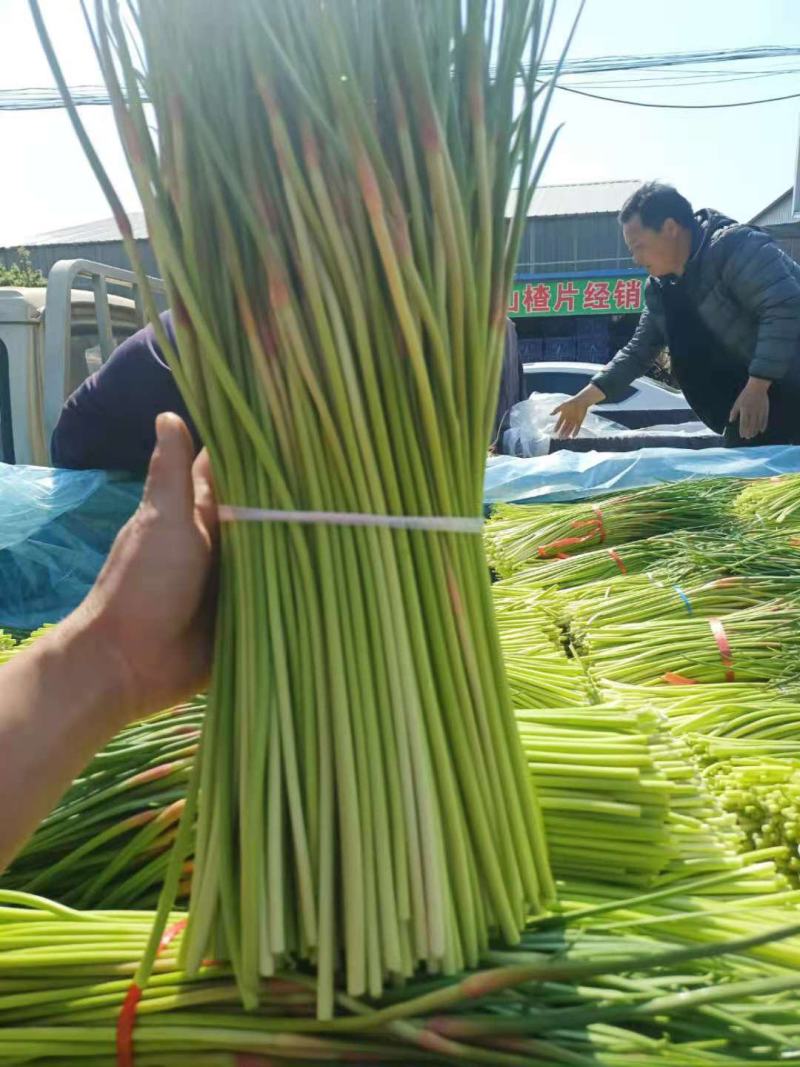 蒜苔平邑红帽蒜苔现已大量上市，头茬，可代发全国各地批发市