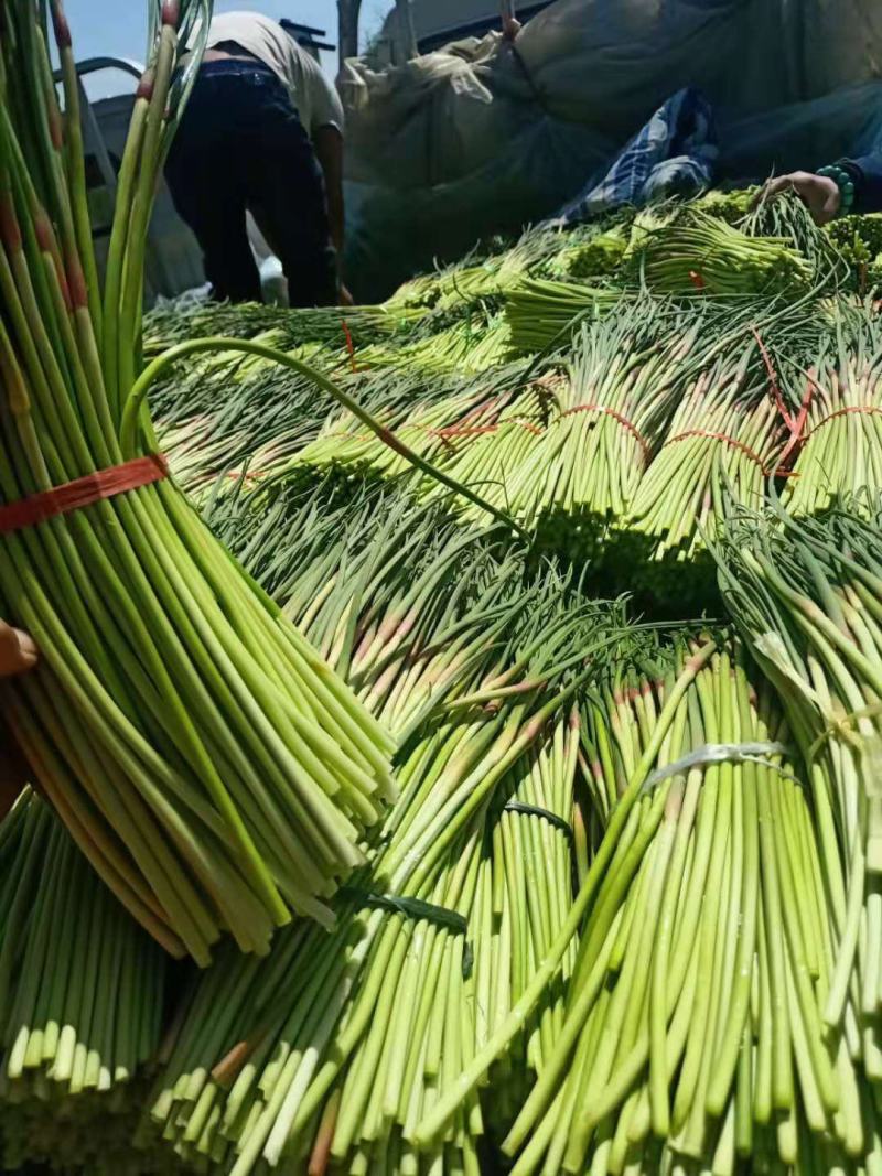 蒜苔平邑红帽蒜苔现已大量上市，头茬，可代发全国各地批发市