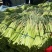 蒜苔平邑红帽蒜苔现已大量上市，头茬，可代发全国各地批发市