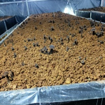 鸡纵菌，基地直销