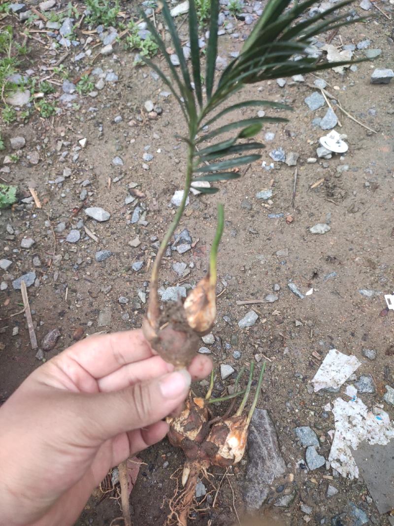 2公分左右的铁树小苗，自家铁树园，基地直销，物美价廉。