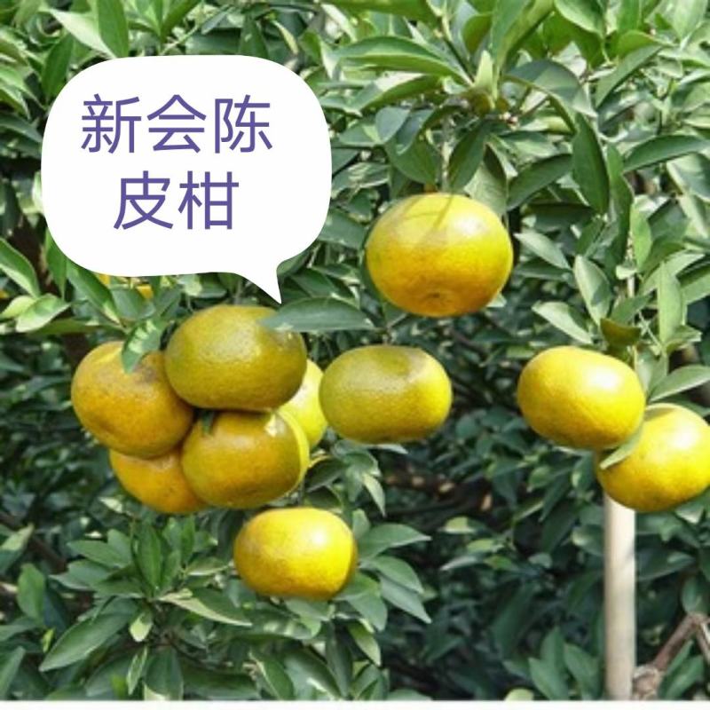 新会柑苗陈皮柑苗茶枝柑苗剥皮柑苗四会柑苗