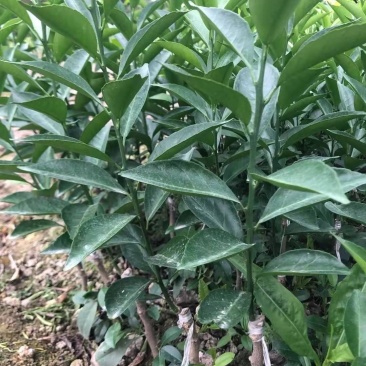 新会柑苗陈皮柑苗茶枝柑苗剥皮柑苗四会柑苗
