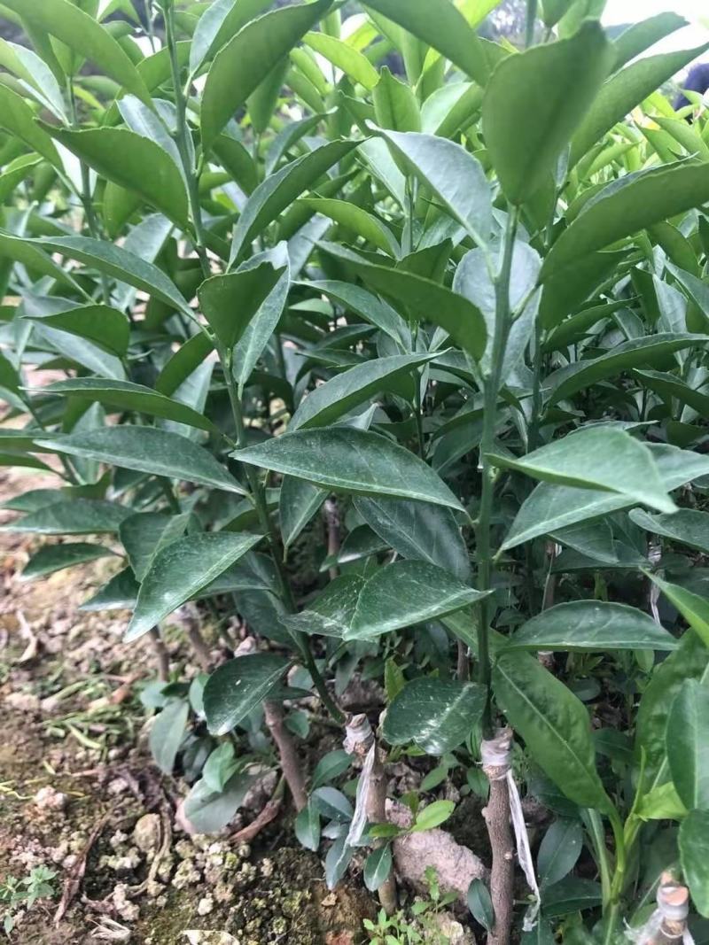 新会柑苗陈皮柑苗茶枝柑苗剥皮柑苗四会柑苗