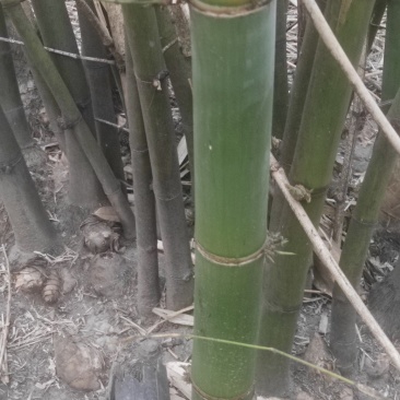 麻竹苗