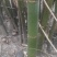 麻竹苗