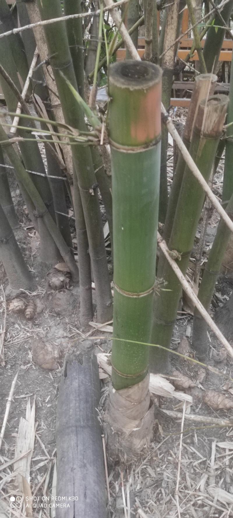 麻竹苗