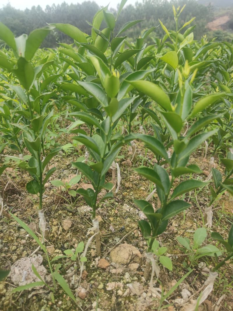 新会柑苗陈皮柑苗茶枝柑苗剥皮柑苗四会柑苗