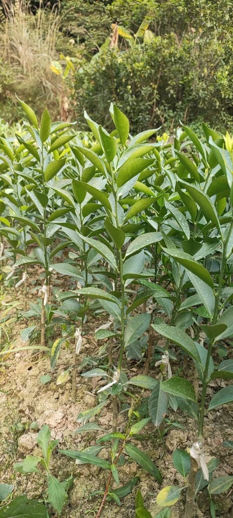 新会柑苗陈皮柑苗茶枝柑苗剥皮柑苗四会柑苗