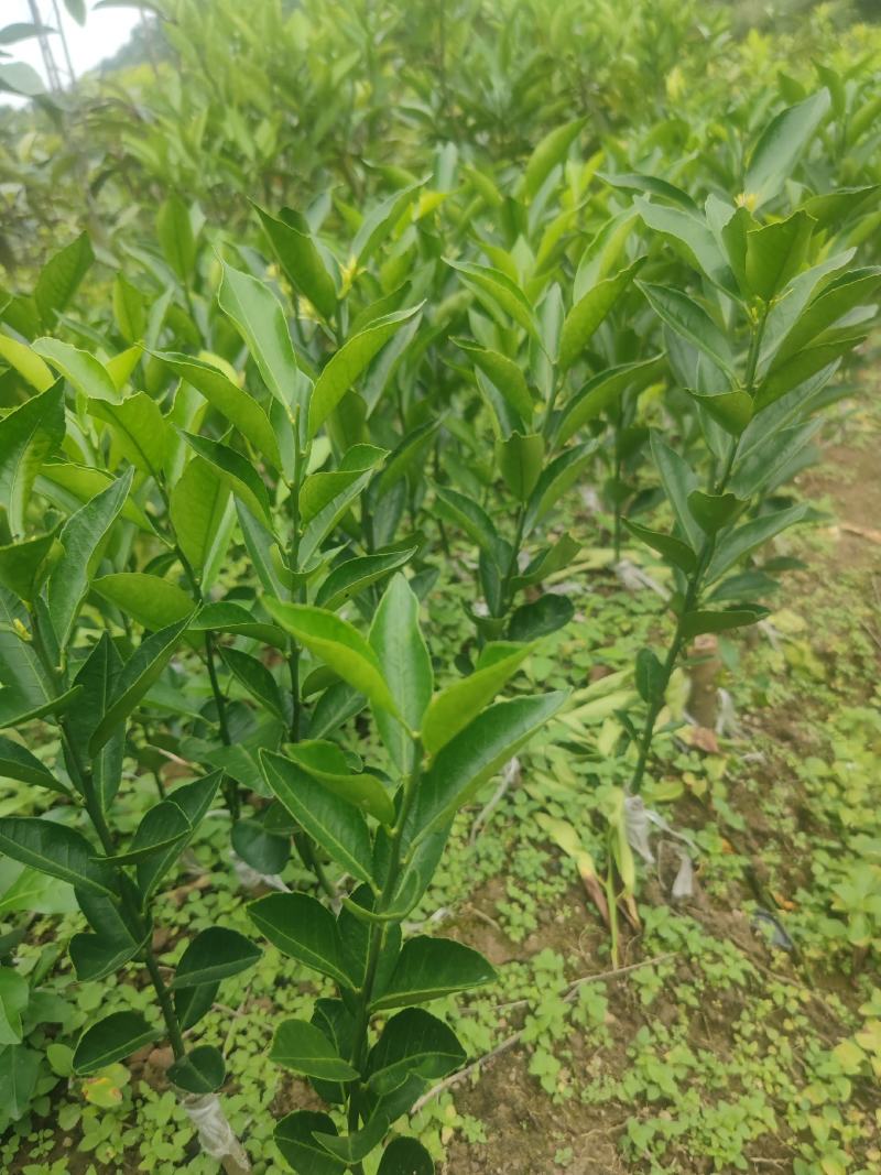 新会柑苗陈皮柑苗茶枝柑苗剥皮柑苗四会柑苗
