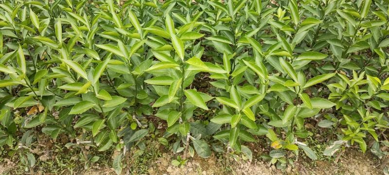 新会柑苗陈皮柑苗茶枝柑苗剥皮柑苗四会柑苗