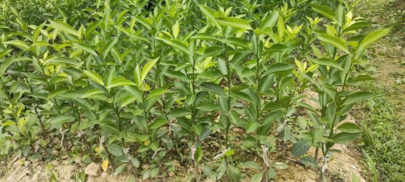新会柑苗陈皮柑苗茶枝柑苗剥皮柑苗四会柑苗
