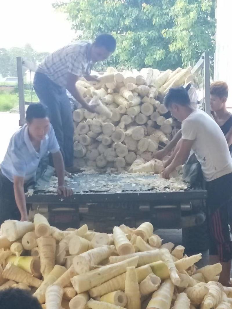 麻竹苗