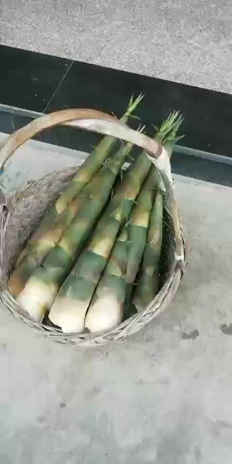 麻竹苗