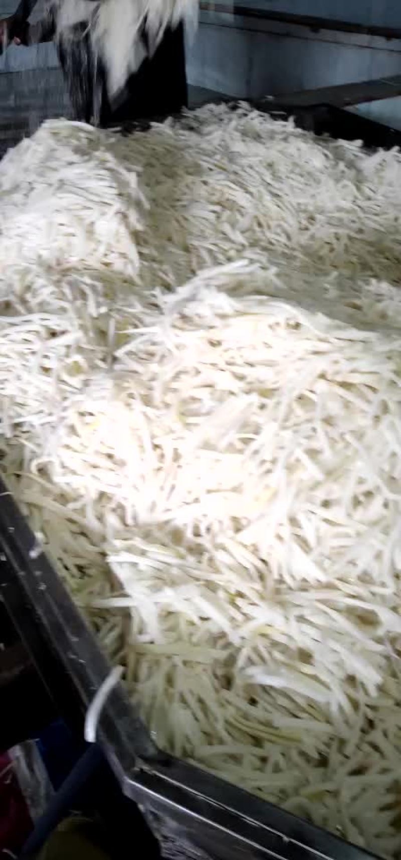 麻竹苗