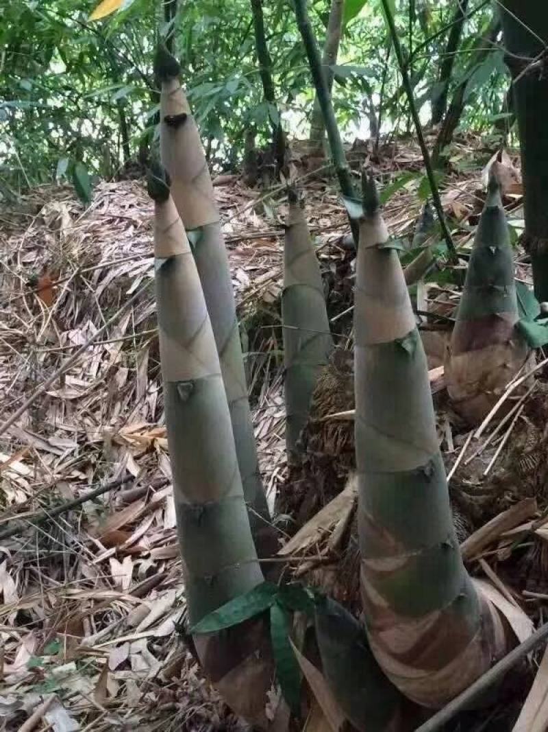 麻竹苗