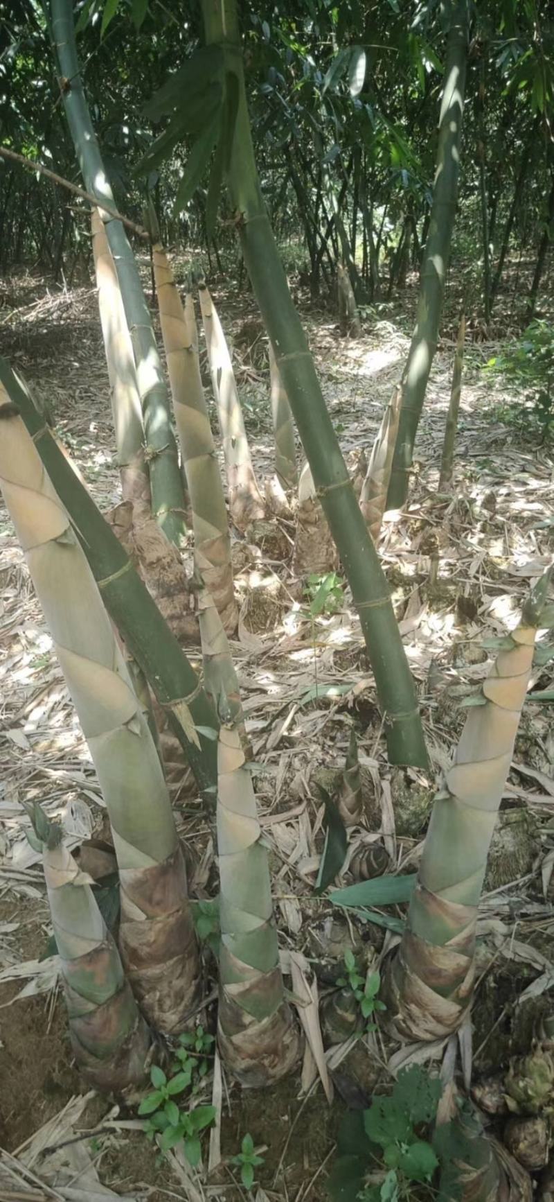 麻竹苗