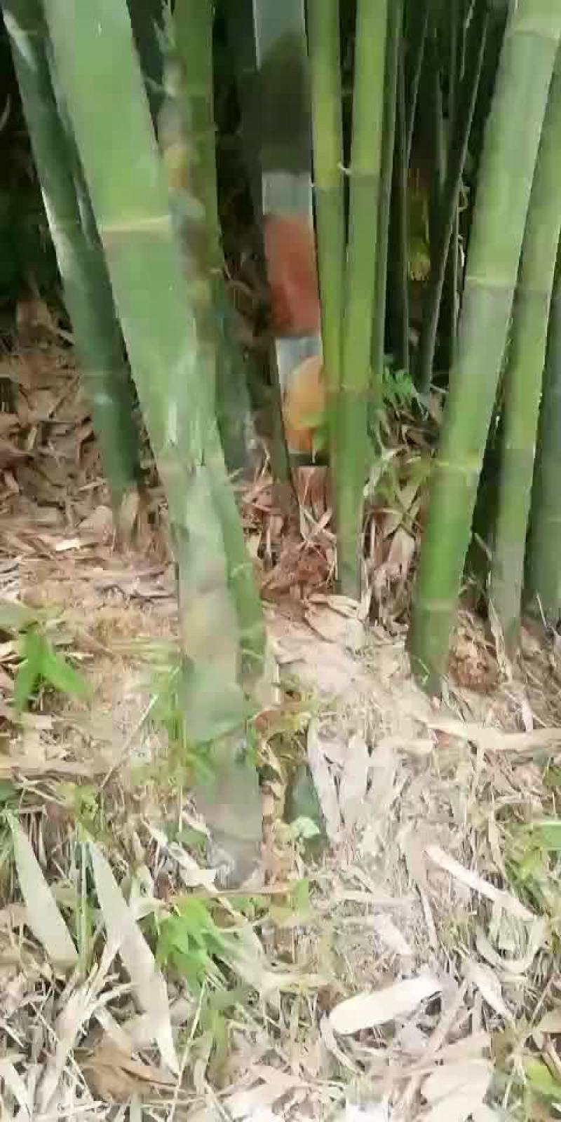 麻竹苗