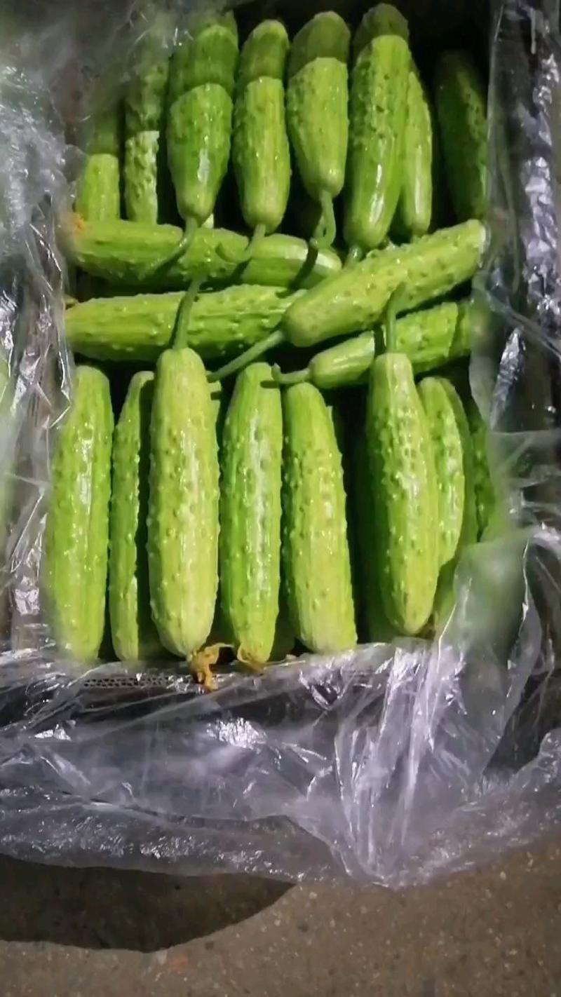山东海阳白玉黄瓜水果黄瓜中国地理标识产品团购一件代发超市
