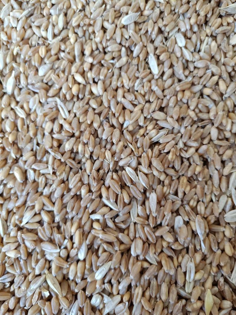湖北钟祥万亩基地潮干优质9O23小麦大量供应