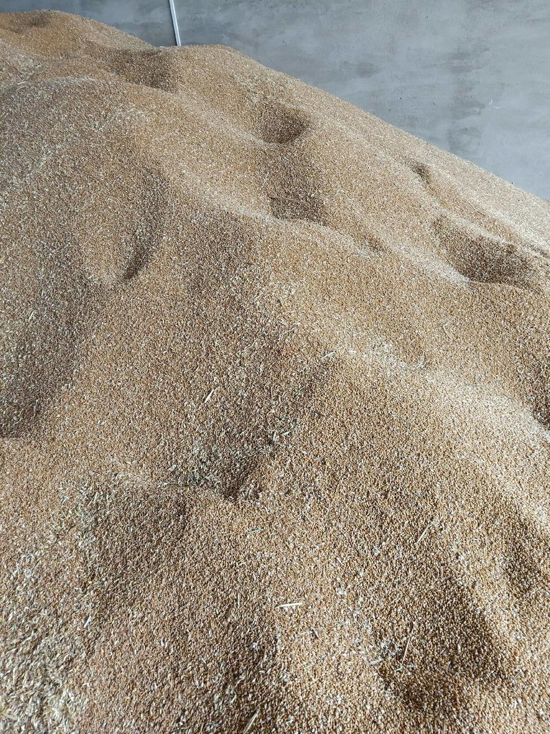 湖北钟祥万亩基地潮干优质9O23小麦大量供应