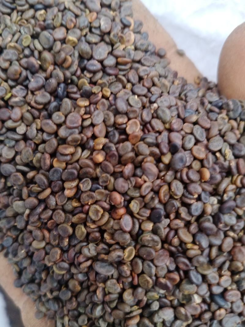出售黄芪种籽数量有限