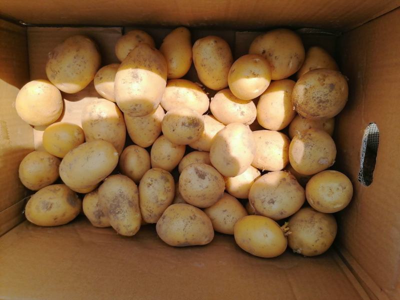 万亩黄心土豆大量上市欢迎新老客户前来选购