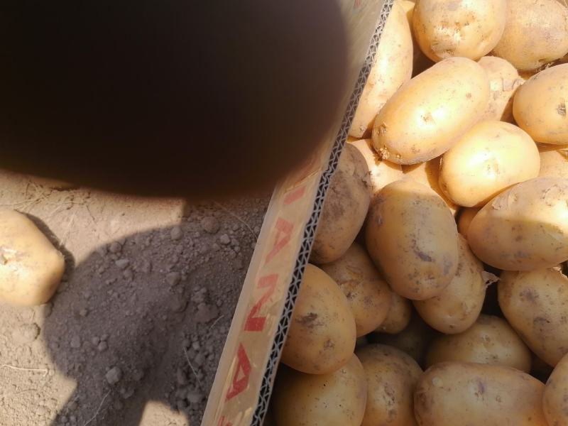 万亩黄心土豆大量上市欢迎新老客户前来选购