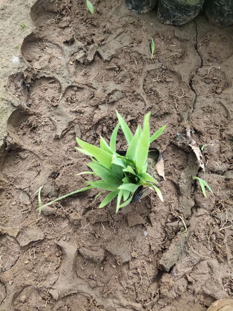 鸢尾河北保定正宗蓝花鸢尾地被植物用于小区公园广场花卉