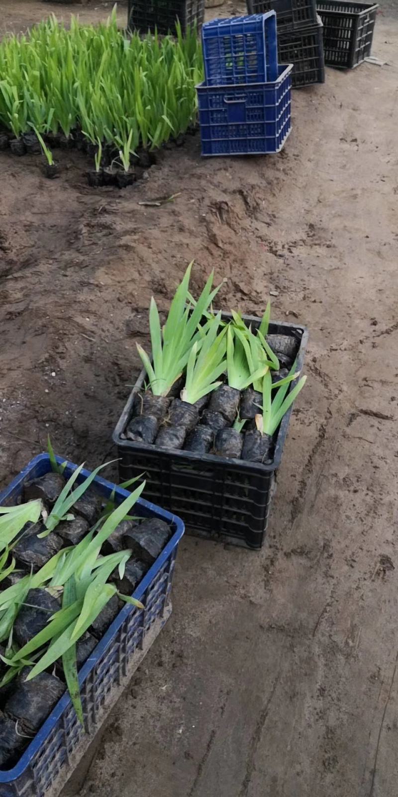 鸢尾河北保定正宗蓝花鸢尾地被植物用于小区公园广场花卉