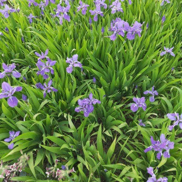 鸢尾河北保定正宗蓝花鸢尾地被植物用于小区公园广场花卉