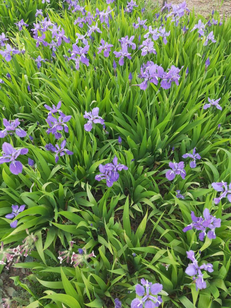 鸢尾河北保定正宗蓝花鸢尾地被植物用于小区公园广场花卉