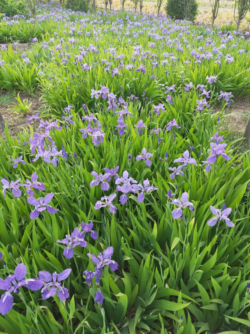鸢尾河北保定正宗蓝花鸢尾地被植物用于小区公园广场花卉