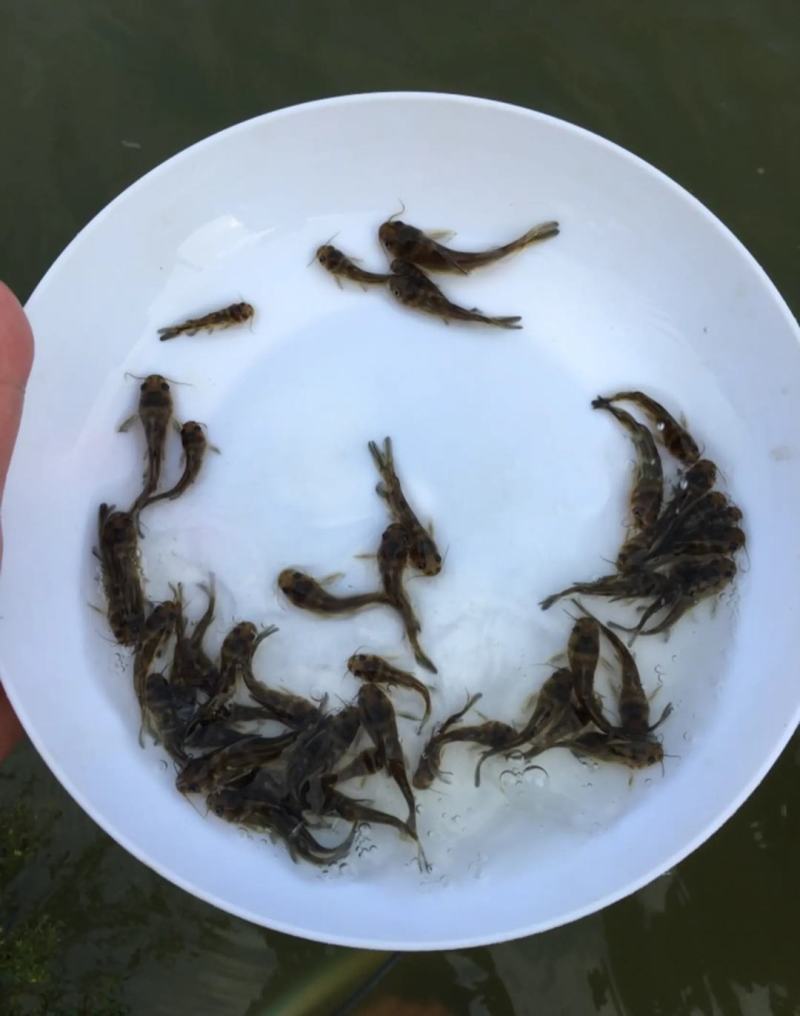 黄骨鱼黄辣丁子黄颡鱼鱼苗水花全国发货包活成活率