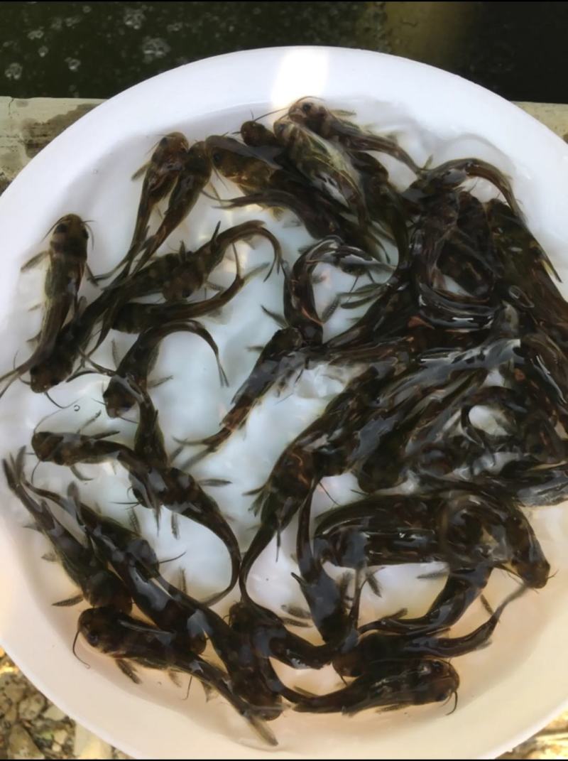黄骨鱼黄辣丁子黄颡鱼鱼苗水花全国发货包活成活率