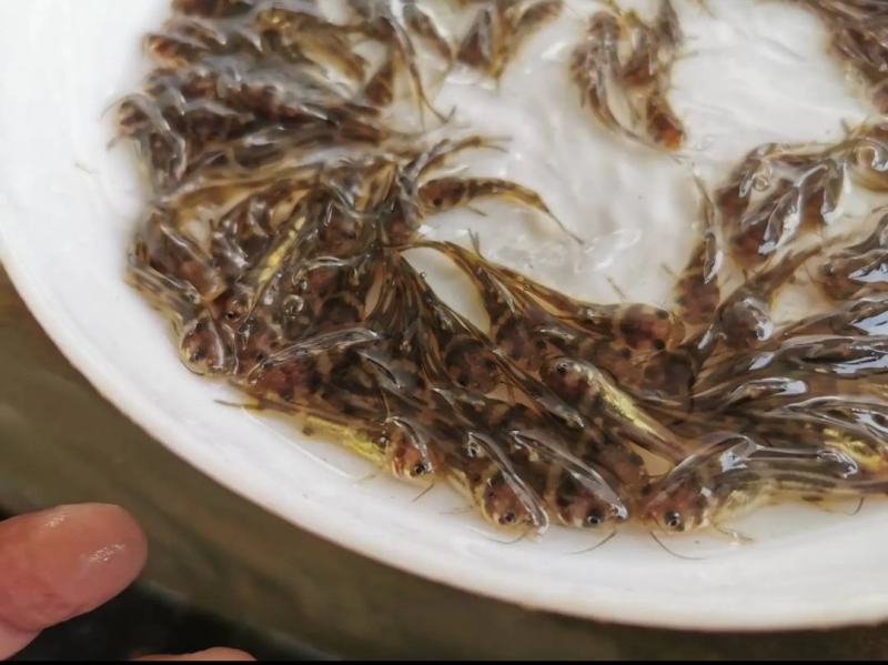 黄骨鱼黄辣丁子黄颡鱼鱼苗水花全国发货包活成活率