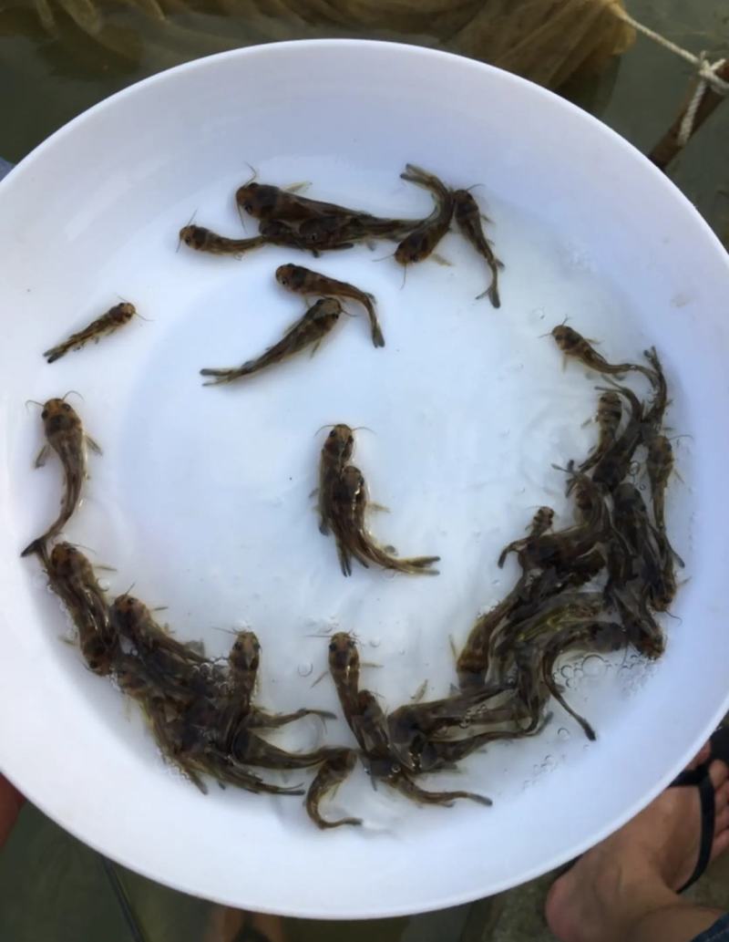 黄骨鱼黄辣丁子黄颡鱼鱼苗水花全国发货包活成活率