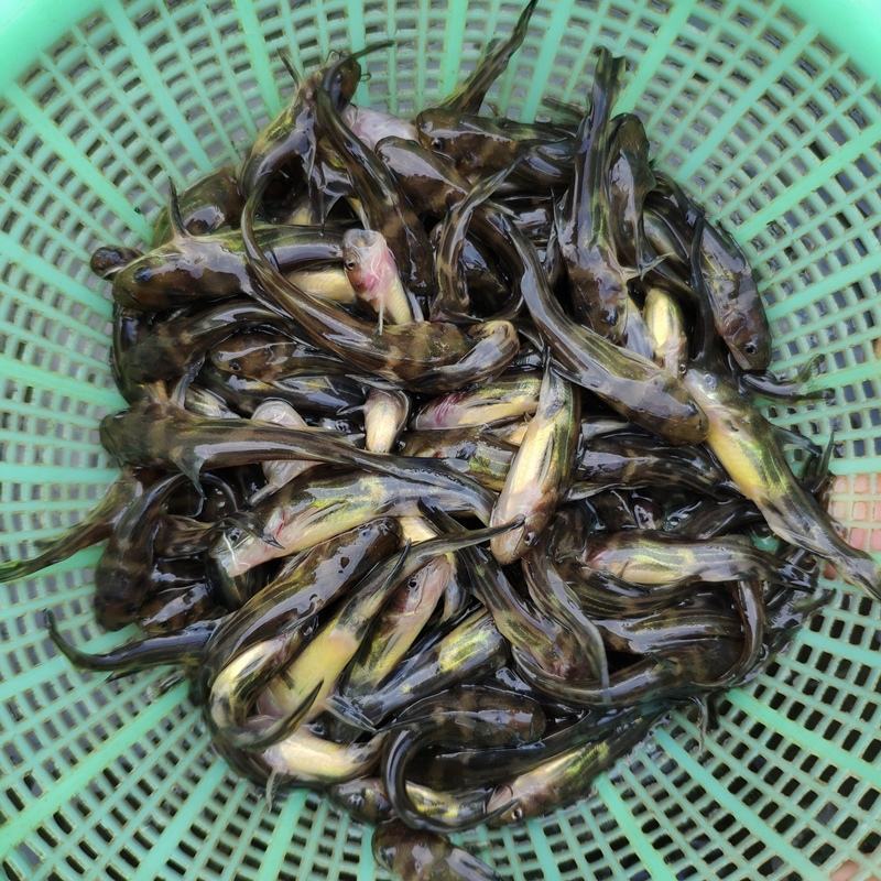 黄骨鱼黄辣丁子黄颡鱼鱼苗水花全国发货包活成活率