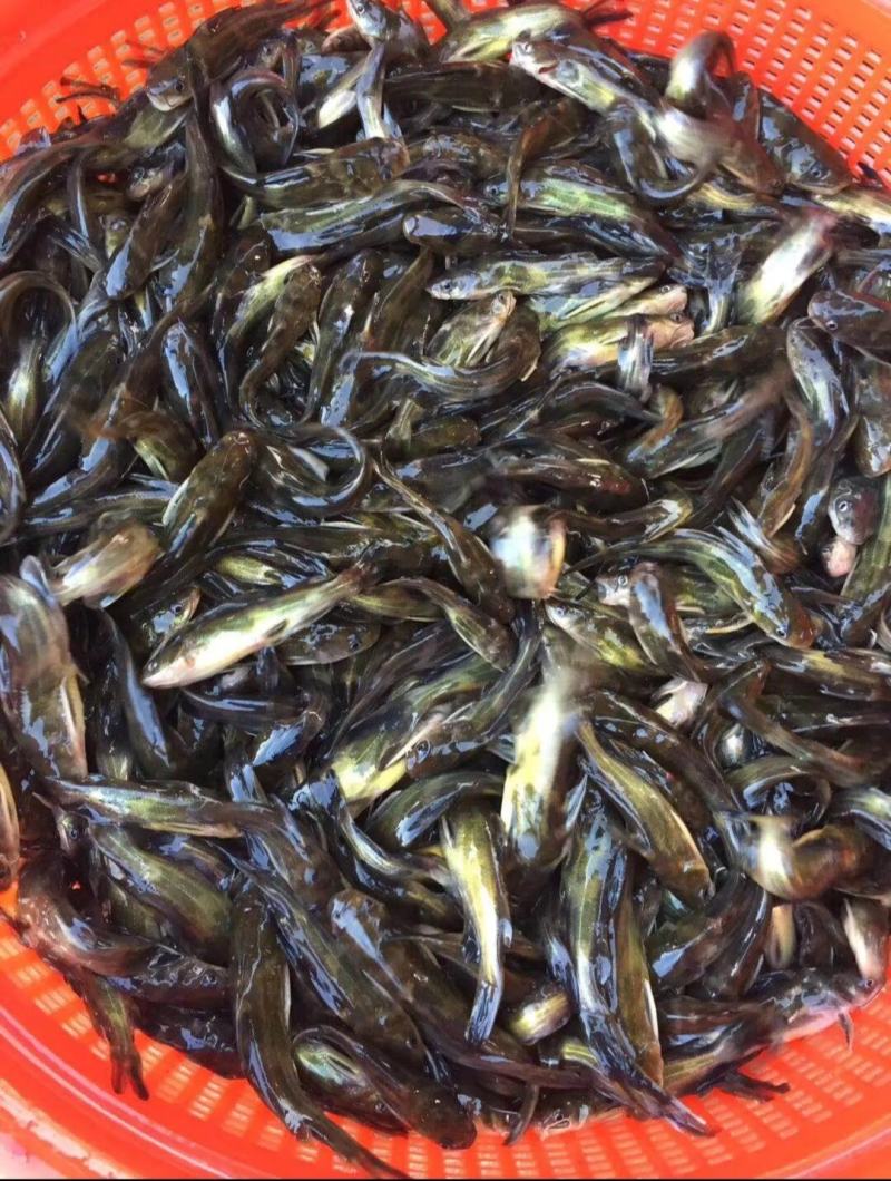 黄骨鱼黄辣丁子黄颡鱼鱼苗水花全国发货包活成活率