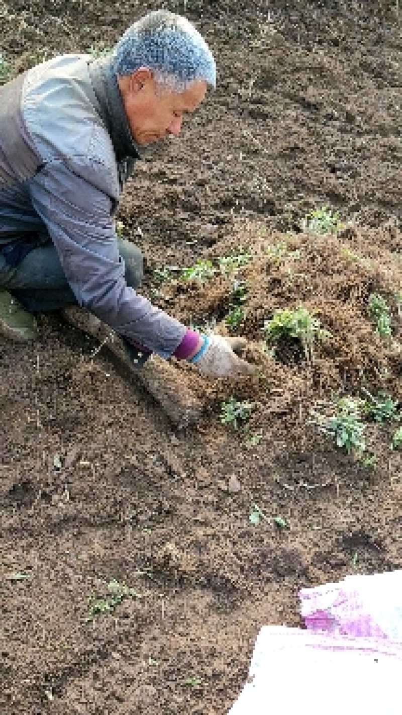 湿苍术新鲜苍术成品苍术苗朱砂苍术大块茎可以种植