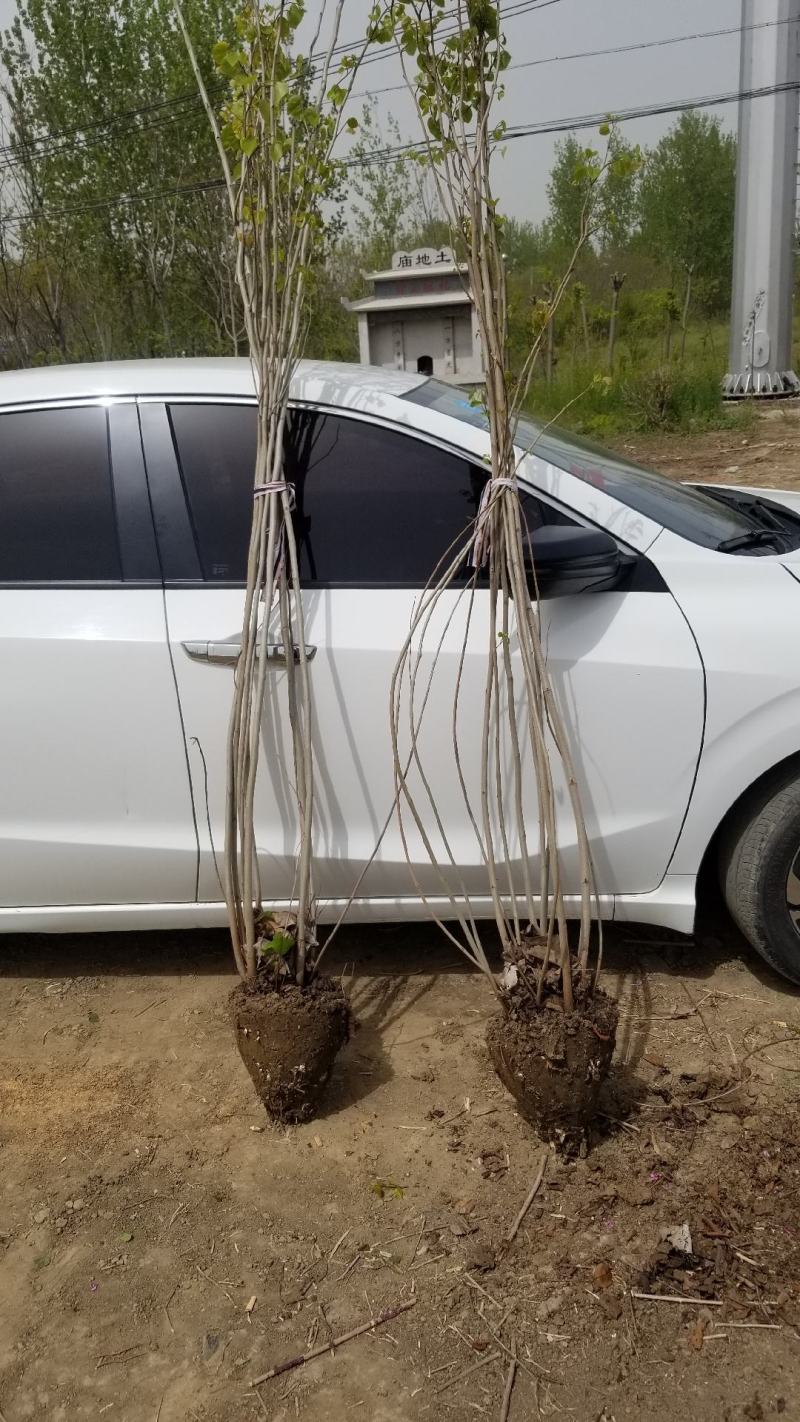 丛生紫荆基地，丛生紫荆直销，高度2米6分支紫荆直销