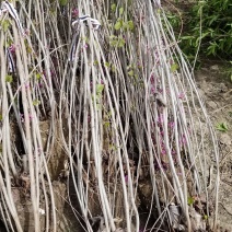 丛生紫荆基地，丛生紫荆直销，高度2米6分支紫荆直销